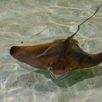 Une raie glisse dans une eau cristalline, mettant en valeur sa forme et sa texture uniques.