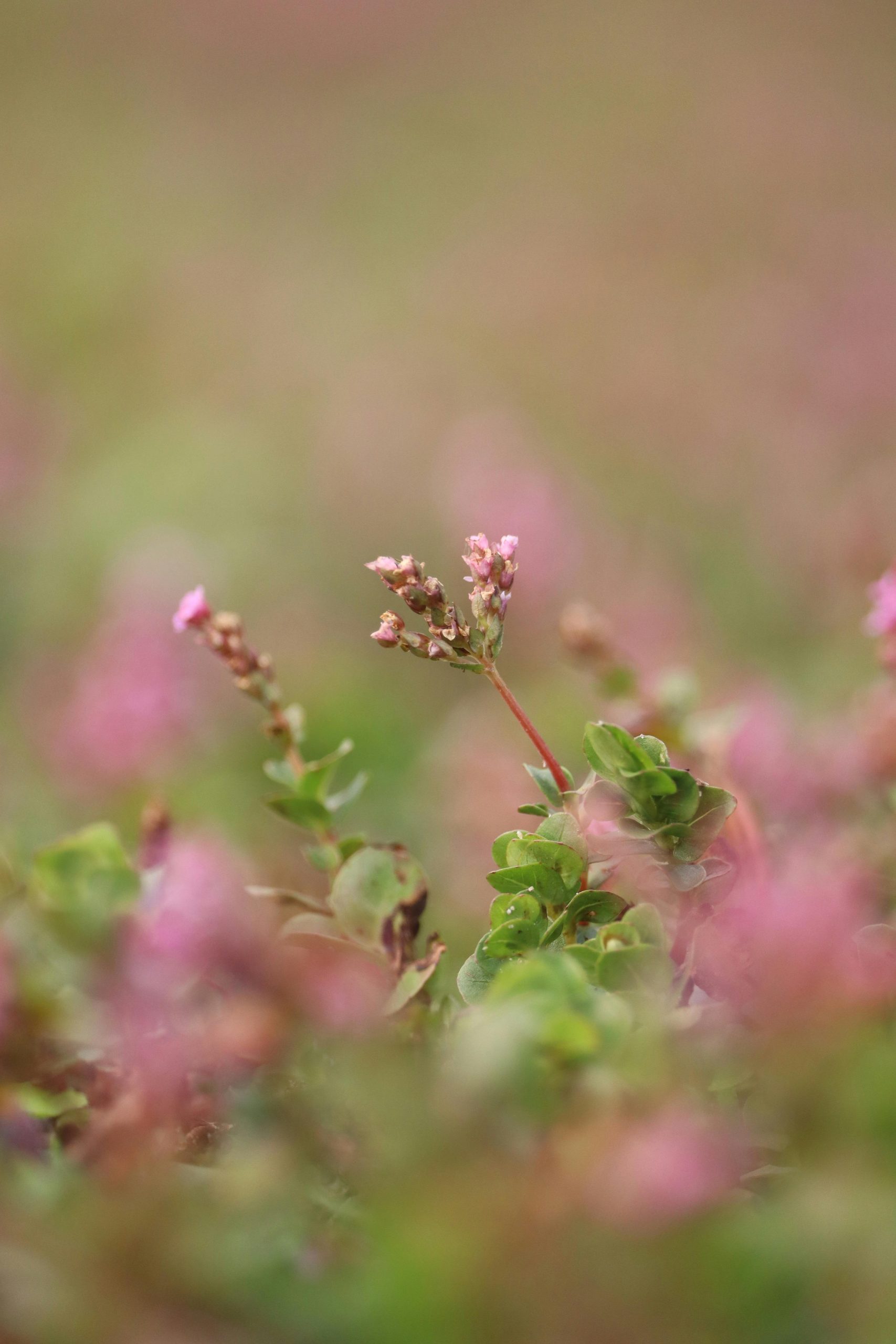Quelles sont les fleurs de garrigue à connaître ?