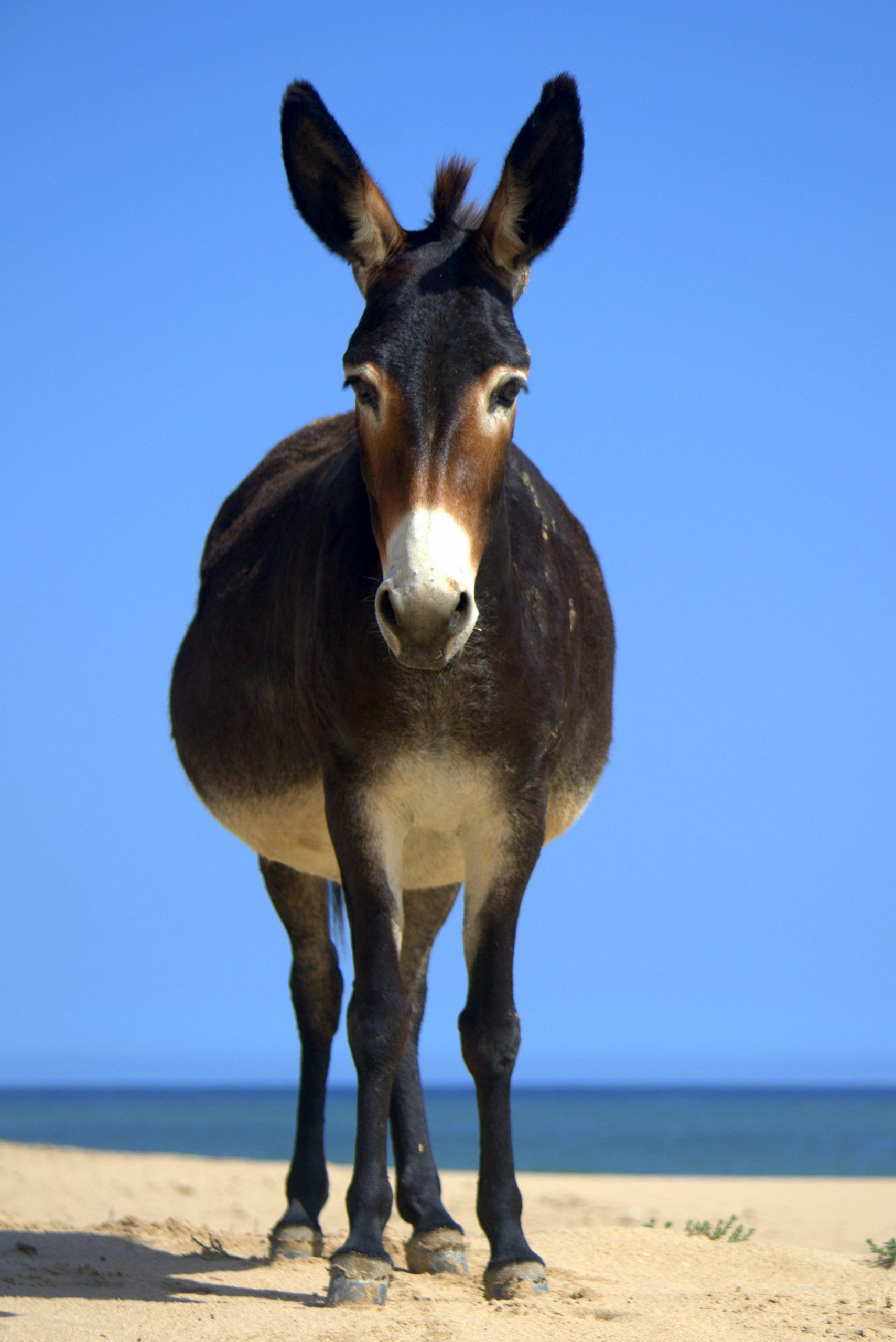 Lait d'ânesse naturel pour la peau