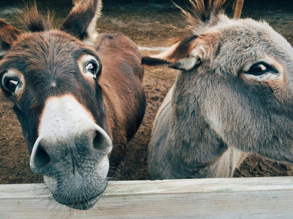 Close-up de deux ânes mignons dans une ferme, montrant des expressions curieuses.