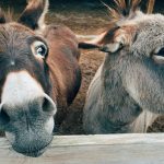 Close-up de deux ânes mignons dans une ferme, montrant des expressions curieuses.