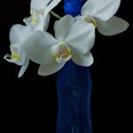 Beautiful white orchids displayed in a contrasting blue bottle against a dark background. Orchidées blanches magnifiques disposées dans une bouteille bleue contrastante sur un fond sombre.