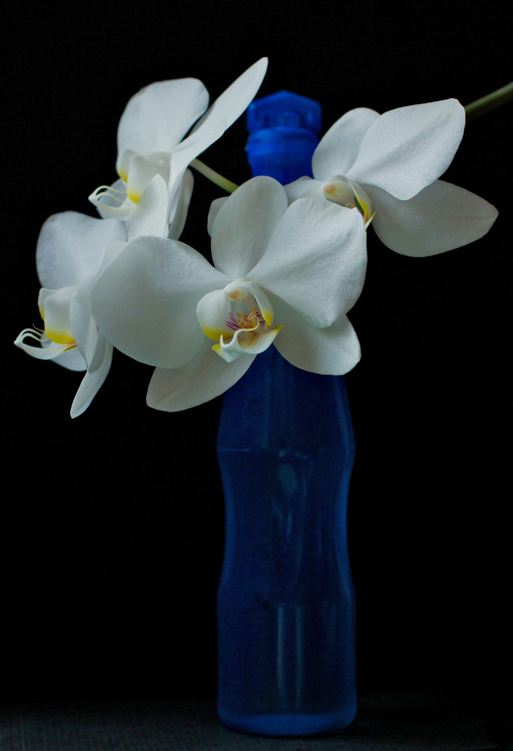 Quels sont les bienfaits de l’huile d’orchidée bleue ?