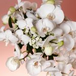 Un gros plan d'orchidées blanches élégantes en pleine floraison sur un fond dégradé rose doux.