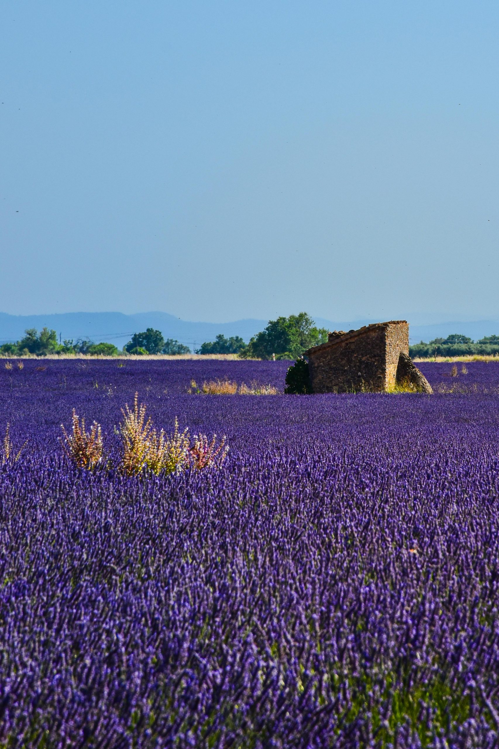 Quelles orchidées sauvages observer en Provence ?