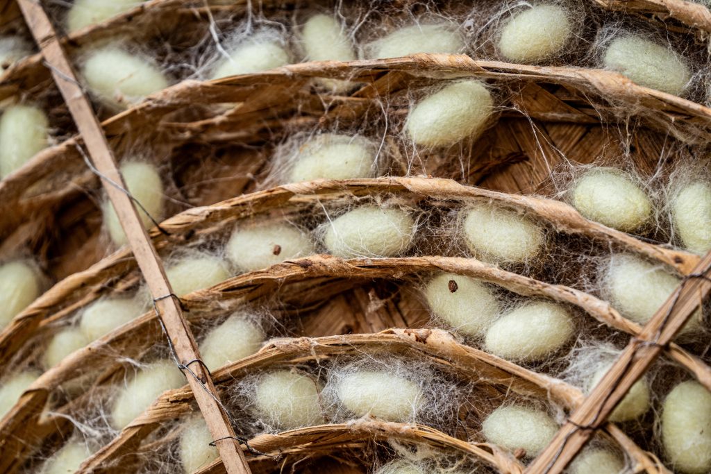 Detailed view of silkworm cocoons nestled in traditional bamboo trays, showcasing natural textures. Vue détaillée de cocons de vers à soie nichés dans des plateaux en bambou traditionnels, mettant en valeur les textures naturelles.