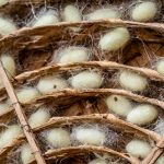 Detailed view of silkworm cocoons nestled in traditional bamboo trays, showcasing natural textures. Vue détaillée de cocons de vers à soie nichés dans des plateaux en bambou traditionnels, mettant en valeur les textures naturelles.