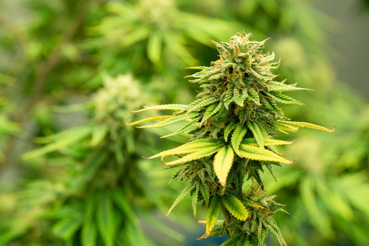 Fleur de chanvre CBD : quand les terpènes font toute la différence