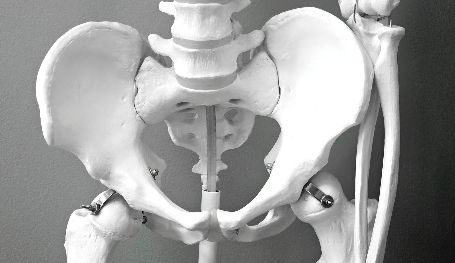 Modèle médical du bassin utilisé pour l étude de l anatomie