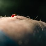Moustique en train de piquer la peau