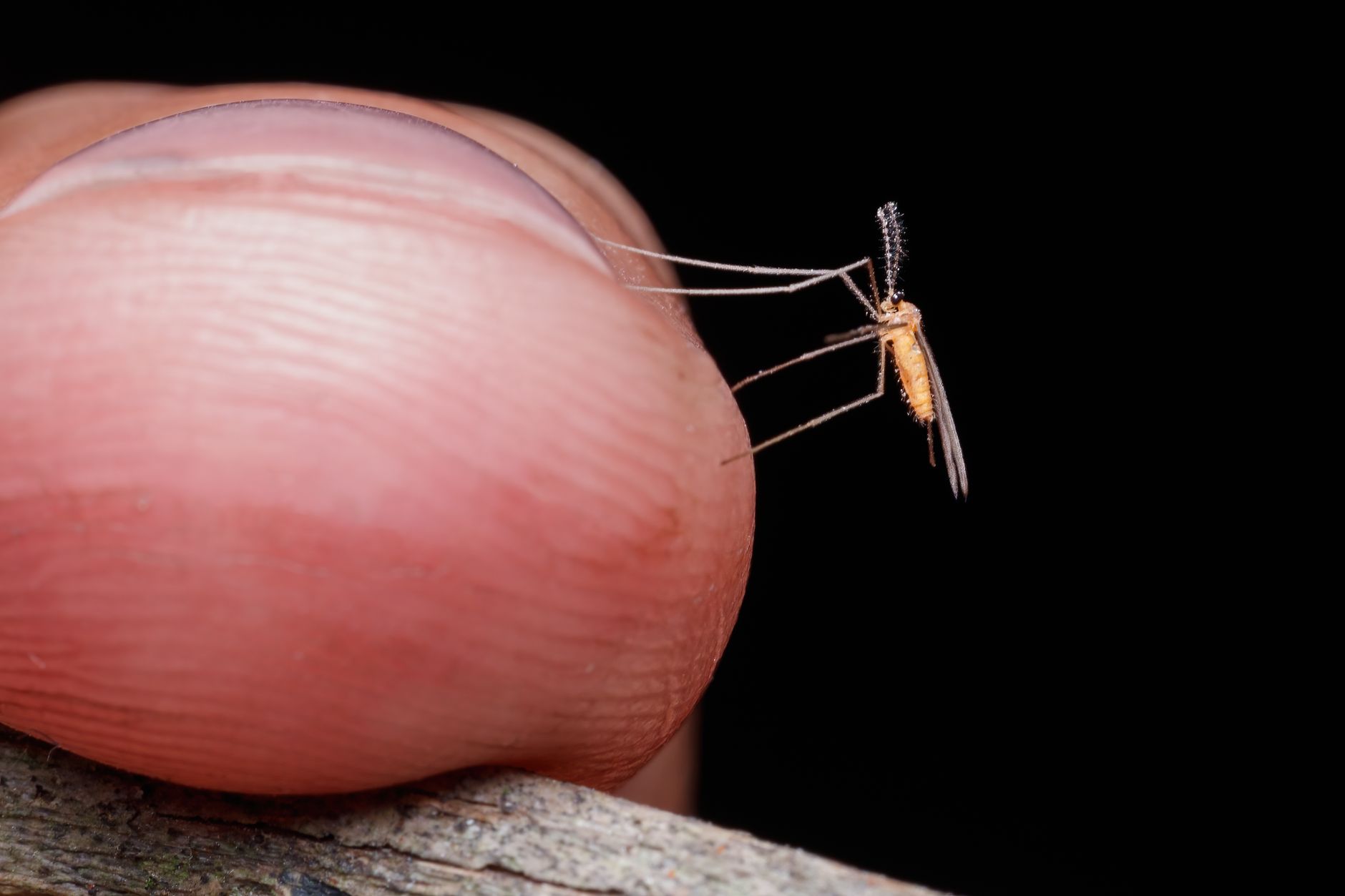 Moustique posé sur un doigt