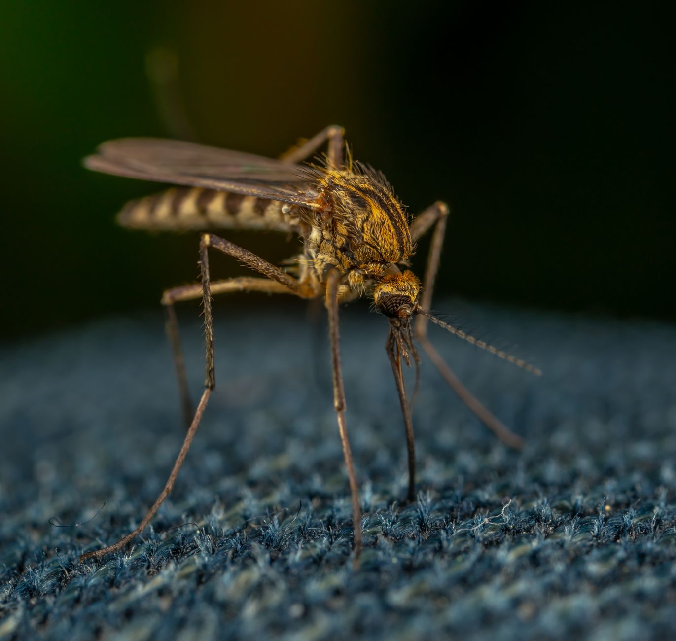 Moustique posé sur un tissu