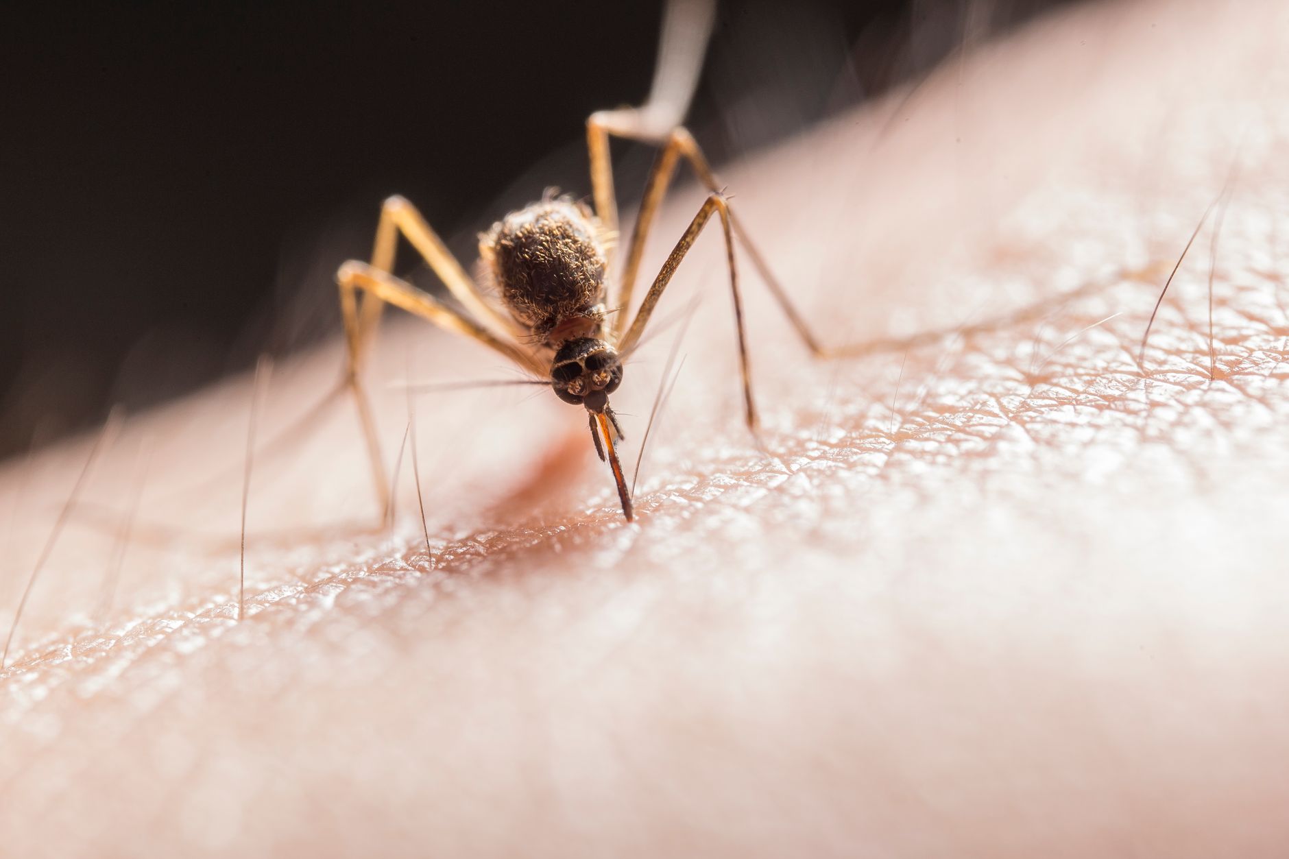 Moustique qui pique la peau avec sa trompe